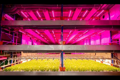 Urban Farming Partners Singapore's indoor vertical farm GroGrace